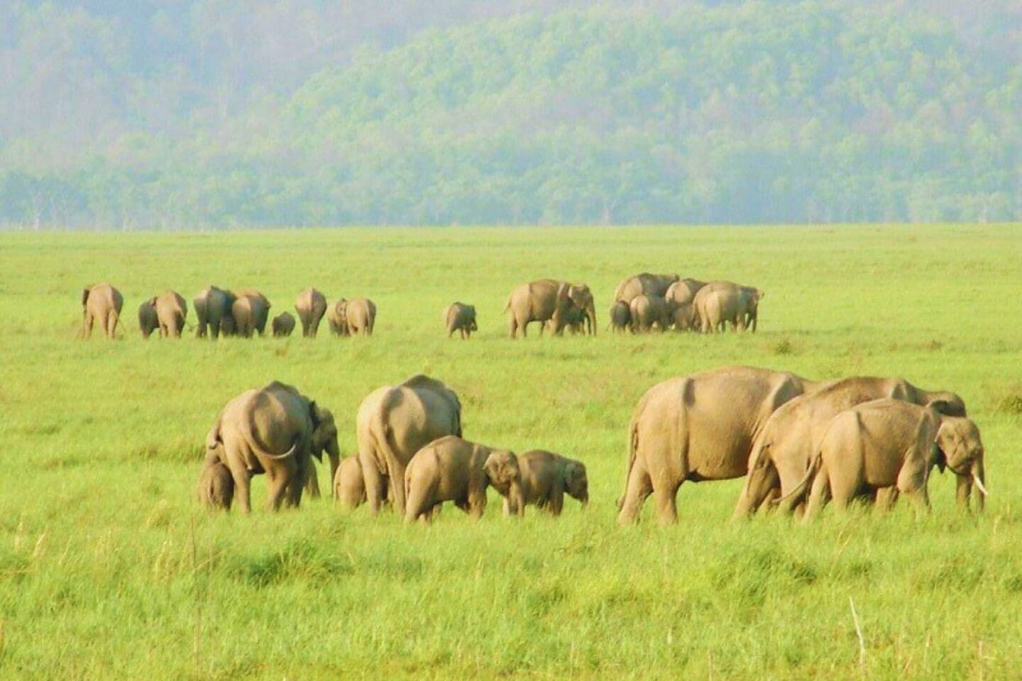 Rajaji National Park, Rishikesh